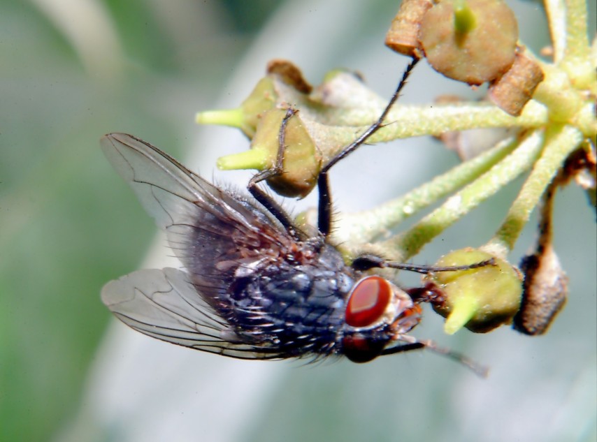 Le foto con il nuovo flash
